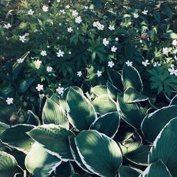 Close-up of white flowering plants in park