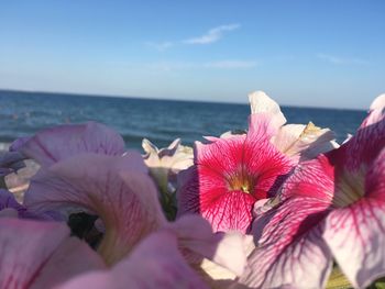 Close-up of pink flowers on beach