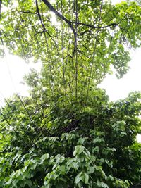 Low angle view of tree against sky