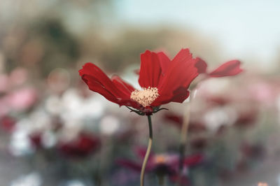 Close-up of red flower