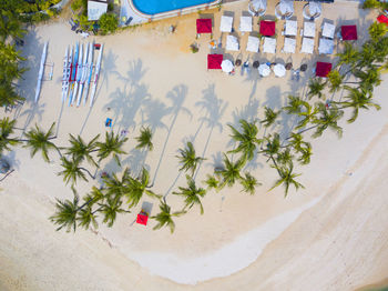 High angle view of flowers on beach