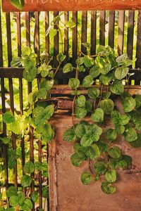 Close-up of potted plants on wooden fence