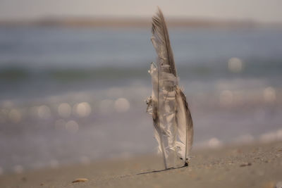 Close-up of feather on beach