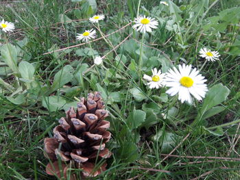 High angle view of flowering plants on field