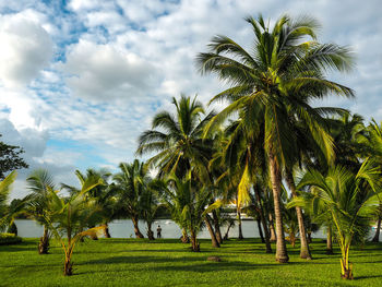 Palm trees on field against sky