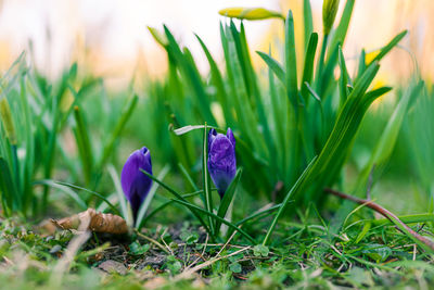 Close-up of purple crocus flowers