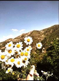 flowering plant