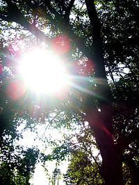 Low angle view of trees in forest against sky