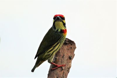 Low angle view of bird perching on a tree