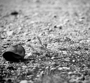 Close-up of crab on grass