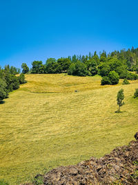 Scenic view of trees on field against clear blue sky