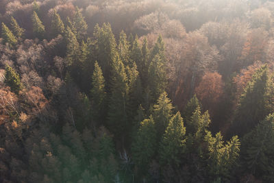 Pine trees in forest