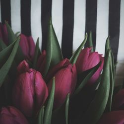 Close-up of pink flowers