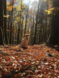 Trees in forest during autumn