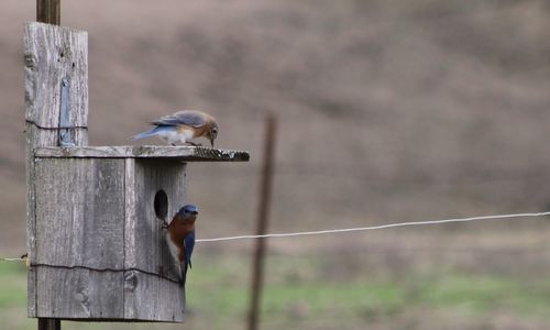 Bird perching on wooden post