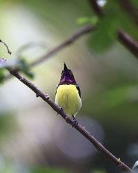 Close-up of bird perching on branch