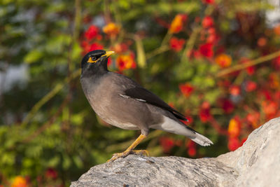 Close-up of bird perching on rock