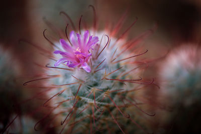 Close-up of purple flowering plant