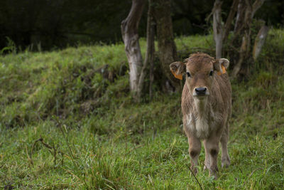 Portrait of an animal on field