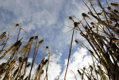 Low angle view of plants against sky