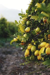 Close-up of fruits growing on tree in field