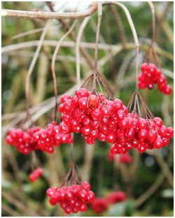 Close-up of red berries