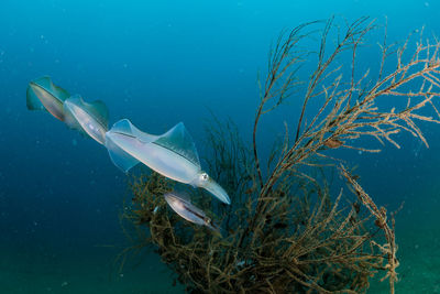 Spawning squid, wide angle