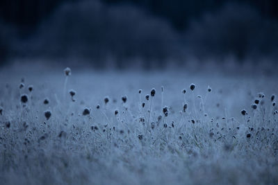 Autumn's frozen tapestry. enchanting meadow captured in ice in northern europe