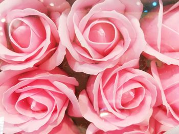 Full frame shot of pink roses