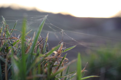 Close-up of grass on field against sky