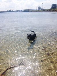 View of dog swimming in lake