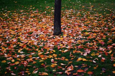 High angle view of autumn leaves on field