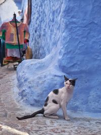 Portrait of cat sitting on rock