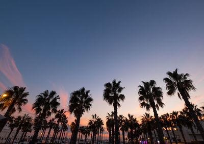 Low angle view of palm trees against sky during sunset