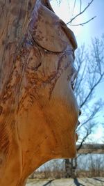 Close-up of icicles on tree trunk during winter