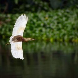 Bird flying over the water