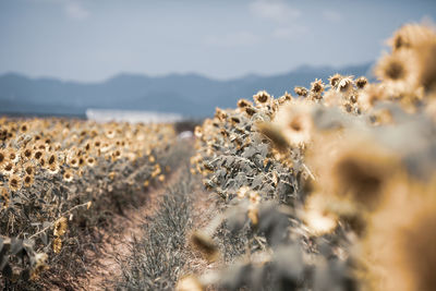 Close-up of dry plant on field against sky