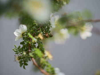 Close-up of white flowering plant