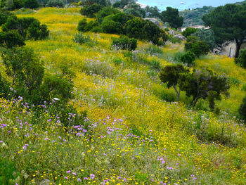 Scenic view of flowering trees on field