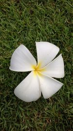 High angle view of white flower blooming on grass