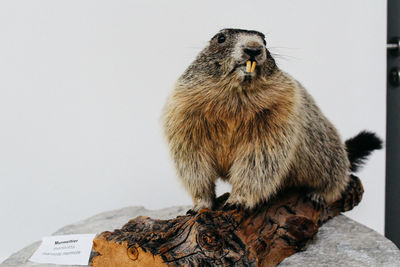 Close-up of a rabbit over white background