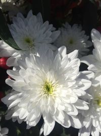 Close-up of white flowers blooming outdoors