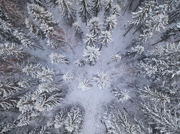 Full frame shot of snowy trees in forest