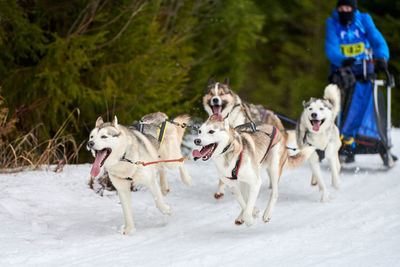 Husky sled dog racing. winter dog sport sled team competition. siberian husky dogs pull sled