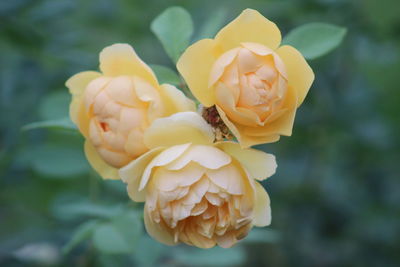 Close-up of yellow roses blooming outdoors