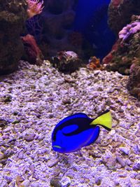 View of fish underwater