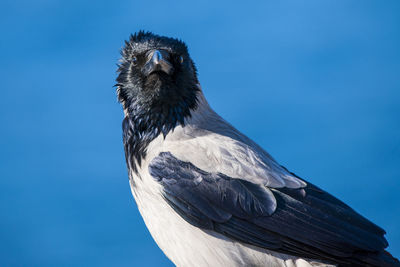 Close-up of bird against clear blue sky