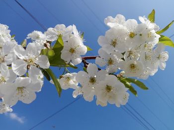 Low angle view of cherry blossoms against sky