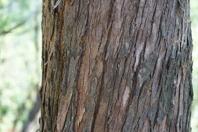 Close-up of tree trunk