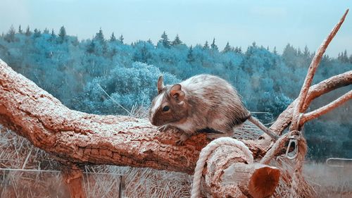 View of animal on snow covered landscape